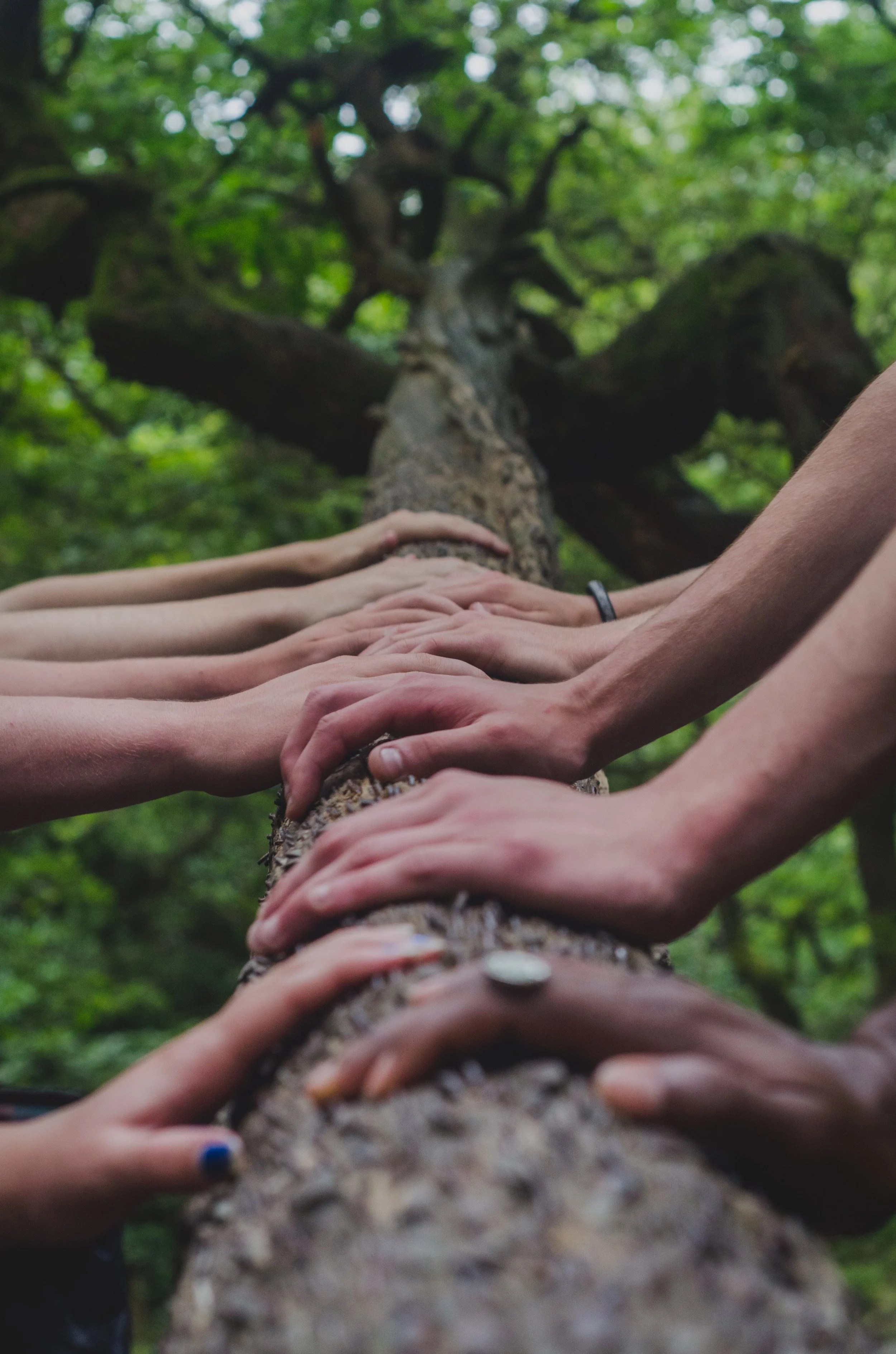 Close-up of numerous hands resting on a log in a green forest setting, symbolizing connection and teamwork.
